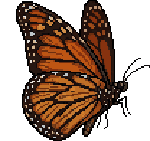 Monarch Butterfly